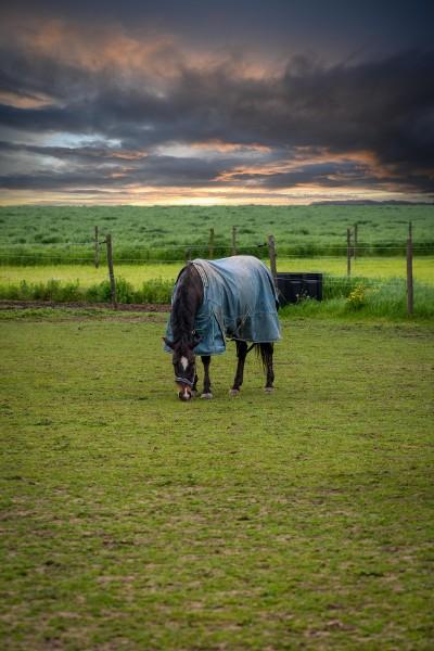Couverture pour cheval
