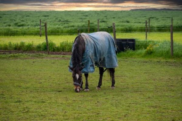 Couverture pour cheval